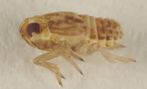 Attēlu rezultāti vaicājumam “Delphacidae”