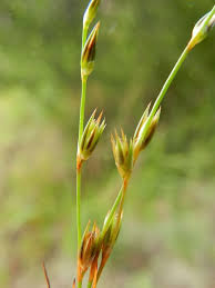 Attēlu rezultāti vaicājumam “Juncus squarrosus”