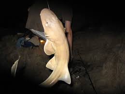 Image result for Nebrius ferrugineus