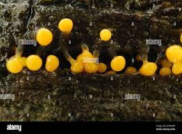 Attēlu rezultāti vaicājumam “Physarum viride”