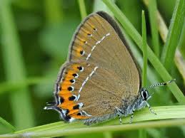 Attēlu rezultāti vaicājumam “Satyrium pruni”