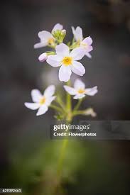 Attēlu rezultāti vaicājumam “Hottonia palustris flower”