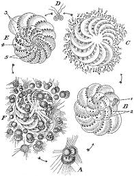 Attēlu rezultāti vaicājumam “Reticularia sp.”