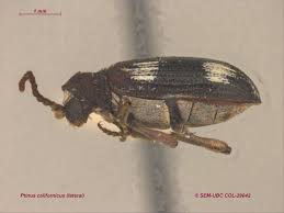 Attēlu rezultāti vaicājumam “Ptinus sp. male”