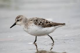 Image result for Calidris pusilla