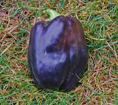 Afbeeldingsresultaat voor purple beauty sweet pepper