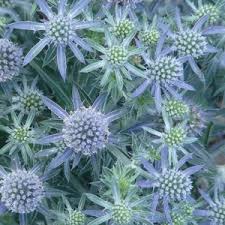 Image result for Eryngium `Blue Hobbit`