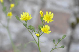 Attēlu rezultāti vaicājumam “Lapsana communis flower”