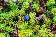 Attēlu rezultāti vaicājumam “Empetraceae”