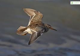 Attēlu rezultāti vaicājumam “Calidris maritima”