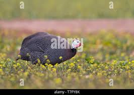 Attēlu rezultāti vaicājumam “Numida meleagris adult”