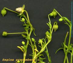 Attēlu rezultāti vaicājumam “Sagina procumbens fruit”