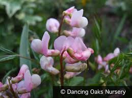 Attēlu rezultāti vaicājumam “Lathyrus vernus leaf”