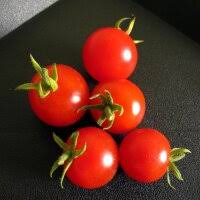 Afbeeldingsresultaat voor voyage tomato