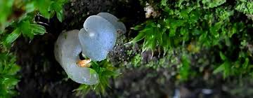 Attēlu rezultāti vaicājumam “Exidia thuretiana”