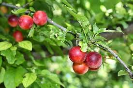 Attēlu rezultāti vaicājumam “Prunus cerasifera fruit”