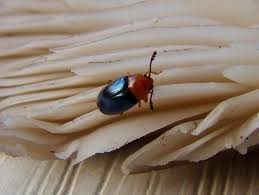 Attēlu rezultāti vaicājumam “Triplax aenea”