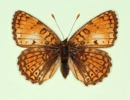 Attēlu rezultāti vaicājumam “Melitaea cinxia upperside”