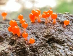 Attēlu rezultāti vaicājumam “Hemitrichia decipiens young”