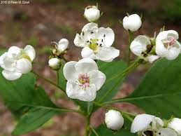 Attēlu rezultāti vaicājumam “Crataegus macracantha flower”