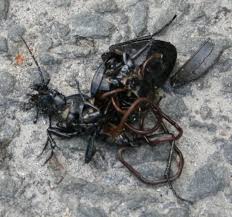 Attēlu rezultāti vaicājumam “Nematomorpha”