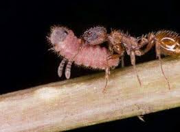 Attēlu rezultāti vaicājumam “Maculinea alcon female”