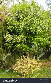 Attēlu rezultāti vaicājumam “Padus avium”