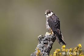 Attēlu rezultāti vaicājumam “Falco subbuteo”