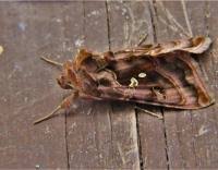 Attēlu rezultāti vaicājumam “Autographa pulchrina”