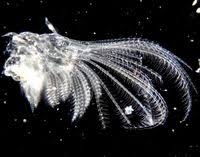 Attēlu rezultāti vaicājumam “Balanus improvisus”