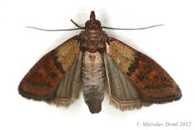 Attēlu rezultāti vaicājumam “Plodia interpunctella”