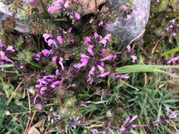 Attēlu rezultāti vaicājumam “Pedicularis palustris flower”