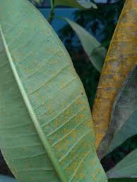 Attēlu rezultāti vaicājumam “Coleosporium sp.”