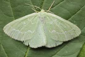 Attēlu rezultāti vaicājumam “Thetidia smaragdaria”