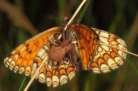 Attēlu rezultāti vaicājumam “Xysticus bifasciatus”