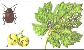 Attēlu rezultāti vaicājumam “Adoxus obscurus”