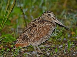 Attēlu rezultāti vaicājumam “Scolopax rusticola”