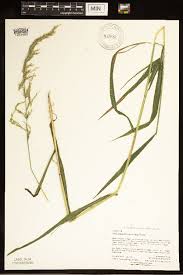 Attēlu rezultāti vaicājumam “Cinna latifolia”