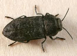 Attēlu rezultāti vaicājumam “Anthaxia quadripunctata”