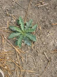 Attēlu rezultāti vaicājumam “Sonchus asper leaf”