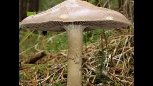 Attēlu rezultāti vaicājumam “Stropharia hornemannii”