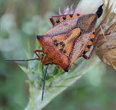 Attēlu rezultāti vaicājumam “Carpocoris sp.”
