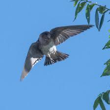 Image result for Petrochelidon pyrrhonota