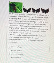 Attēlu rezultāti vaicājumam “Parasemia plantaginis female”