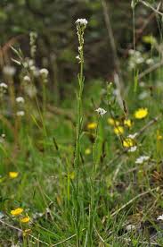 Attēlu rezultāti vaicājumam “Arabis hirsuta flower”