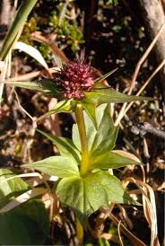 Attēlu rezultāti vaicājumam “Valerianaceae”