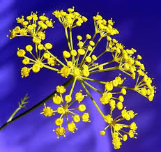 Attēlu rezultāti vaicājumam “Anethum graveolens flower”