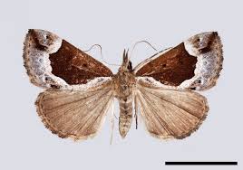 Attēlu rezultāti vaicājumam “Hypena crassalis”