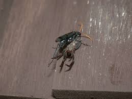 Attēlu rezultāti vaicājumam “Pompilidae”