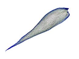 Attēlu rezultāti vaicājumam “Homomallium incurvatum”